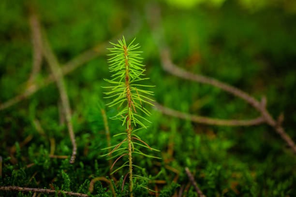 en ung planta av gran växer i skogsmarken med grön mossa. planta gran planterad av naturen.  små barrträd. gröna groddar av granar. - granskog bildbanksfoton och bilder