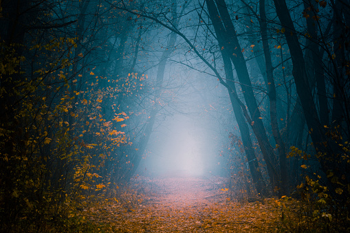 Beautiful, foggy, autumn, mysterious forest with pathway forward. Footpath among high trees with yellow leaves.