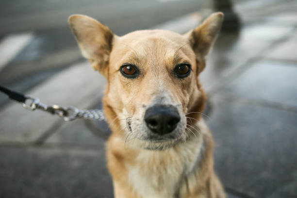 спокойный взрослый овчарка на поводке сидит один и смотрит в сторону в городе - obedience pets loneliness looking at camera стоковые фото и изображения