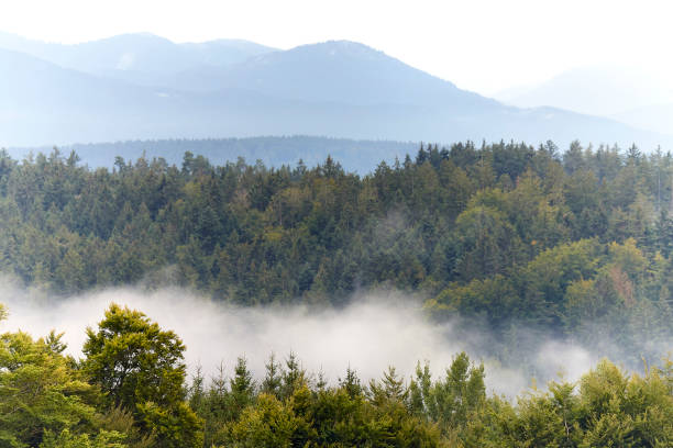 Free Stock Photo of Foggy Mountain Landscape With Foreground Trees ...