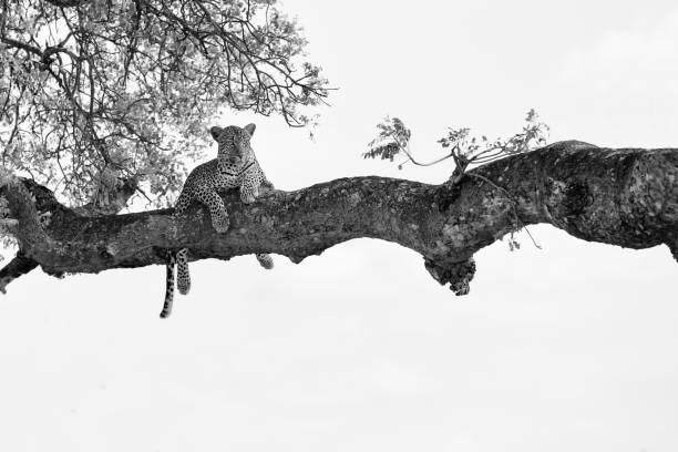 istock Leopard female resting in a thick branch a tree in a artistic conversion 1185471485