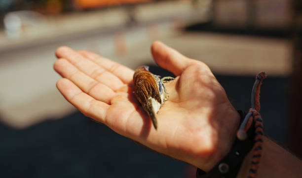 istock Brown sparrow in the mans hand in sunny day 1185471580