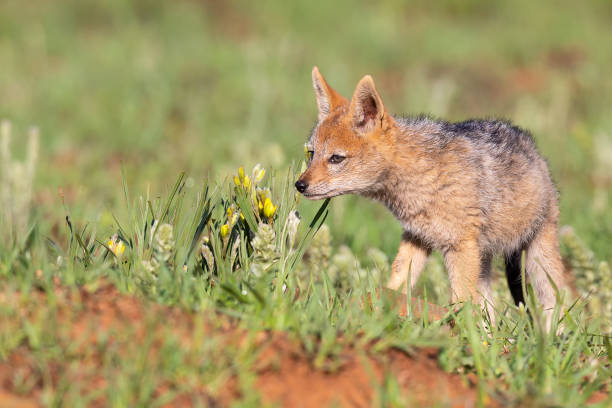 istock Lone Black Backed Jackal pup standing in short green grass explore the world 1185471668