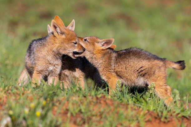 istock Three Black Backed Jackal puppies play in short green grass to develop their skills 1185471682