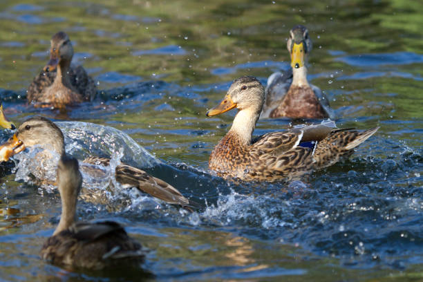 istock Mallard chicks swimming on lake 1185472018