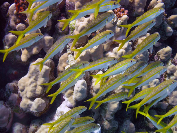 istock Yellow Goatfish (Mulloidichthys martinicus) in the Red Sea, Egypt 1185472632