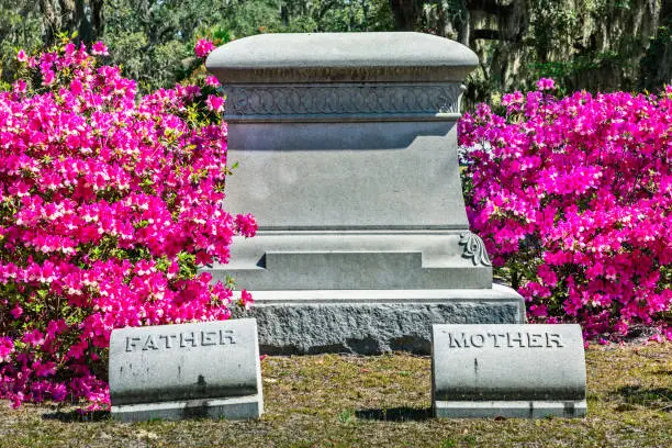 Photo of Pink blooming azalea bushes and an empty tombstone on historic Bonaventure Cemetery