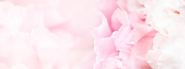 istock Closeup view of pink eustoma flower. 1185473062