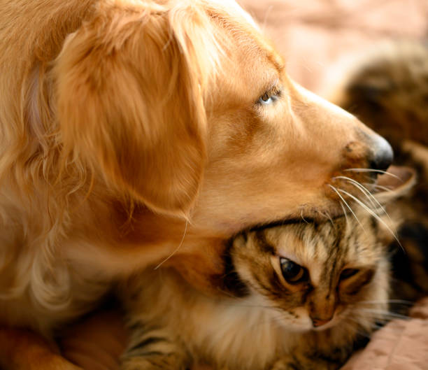 istock I Love You So Much 1185474172