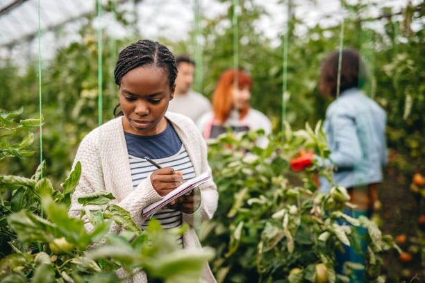 istock Autumn tomato harvest 1185474351