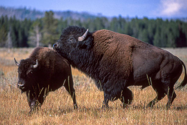 istock American Bison Preparing to Mount Bison Cow 1185474586