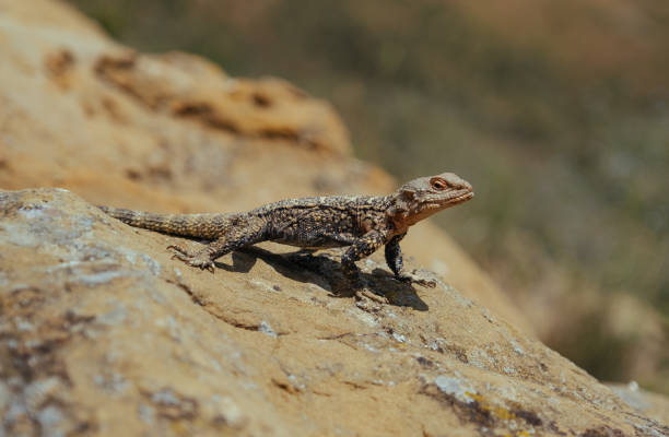 istock Lizard basking under the sun in Georgian mountains 1185475443