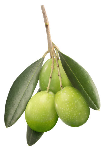 istock Green olives on branch w leaves, paths 1185475549