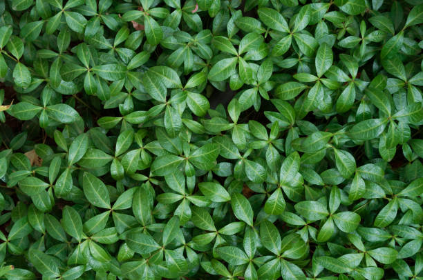 istock Green periwinkle flower leaves in the garden. 1185475615