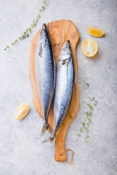 istock Atlantic bonito Sarda or Palamida that is large mackerel-like fish 1185475834