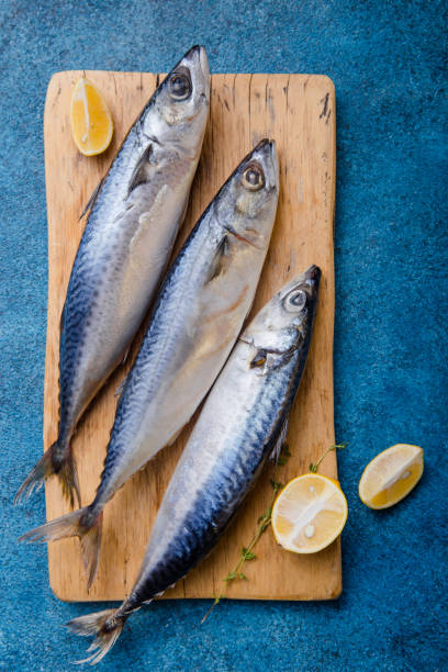 istock Atlantic bonito Sarda or Palamida that is large mackerel-like fish 1185475844