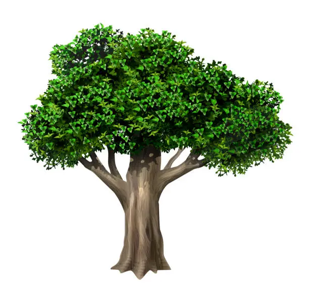 Vector illustration of Realistic old large oak tree in vector