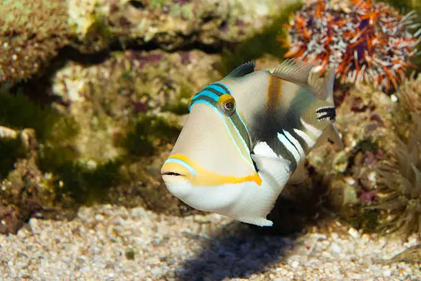 Photo of Picasso or Black Bar Triggerfish