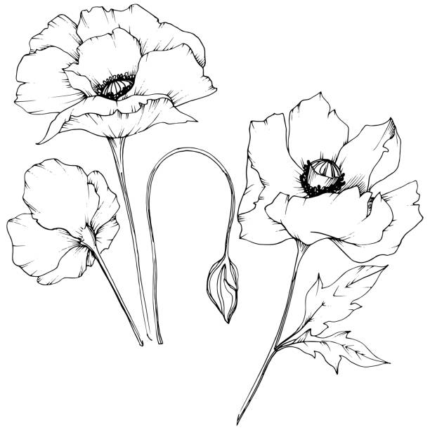 ilustrații de stoc cu mac de flori sălbatice într-un stil vectorial izolat. - mugur