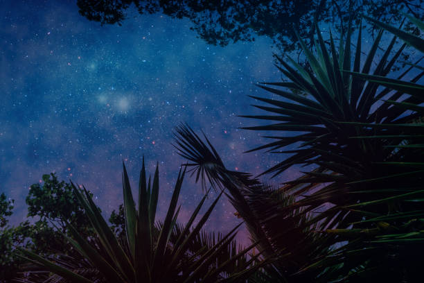 istock Beautiful abstract surreal landscape palm tree and space cosmos collage concept, contemporary colors and mood social background. 1185478857
