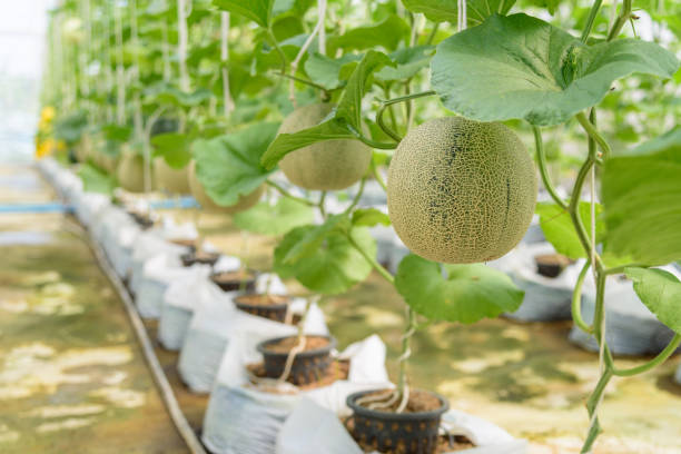 istock Fresh melon in greenhouse 1185480154