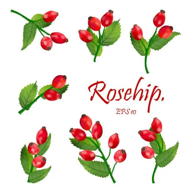 Vector illustration of Set of red rosehip berries on branches with green leaves. Medicinal plants. natural christmas decoration. Eps 10