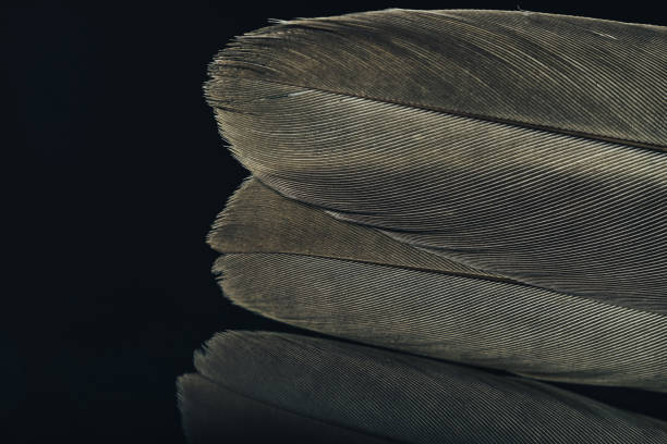 istock Close up Beautiful Bird feather on a black background texture. Macro photography view. 1185480994