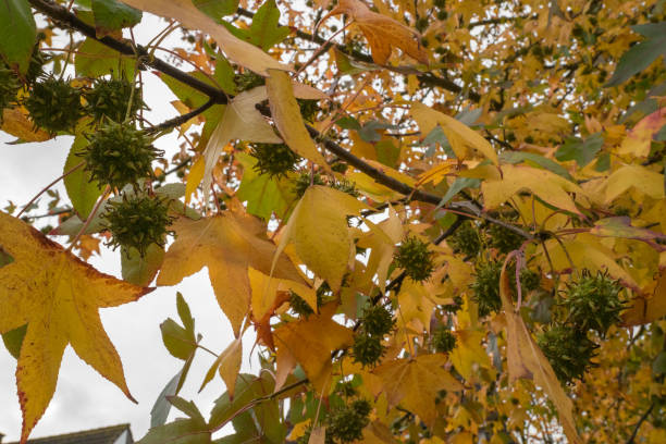 istock Colorful leaves of plane tree (Platanus) with cones 1185483807