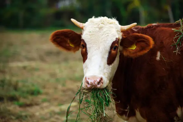 Photo of vegetarian and cow