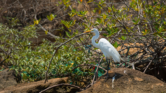 Cocoi (white-necked) heron standing on a stone with black mangrove forest in the background. Common Name: garzón cocoi, garza real Scientific Name: Ardea cocoi\