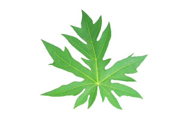 istock Papaya leaves with water drops isolated on white background with clipping path. 1185491039