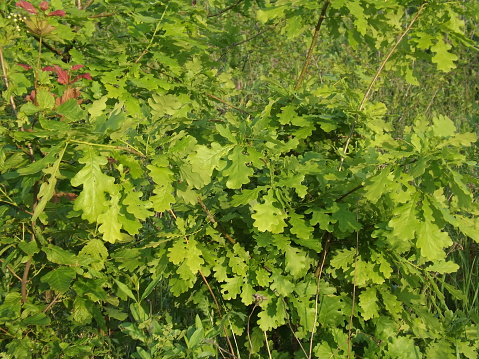 Fresh oak leaves