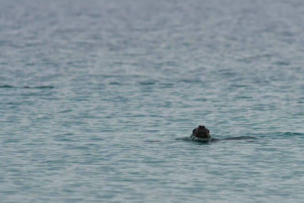 istock Southern Sea Lion (Otaria flavescens) 1185491195