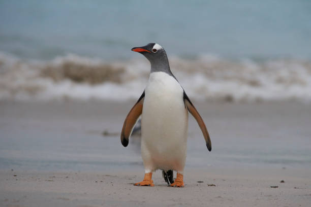 istock Gentoo Penguins (Pygoscelis papua) coming back to land 1185491201