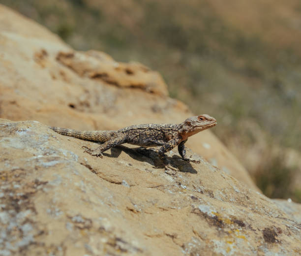 istock Lizard basking under the sun in Georgian mountains 1185492015