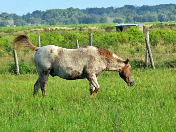 istock Horse (Equus ferus caballus) in a field with its tail up 1185493815