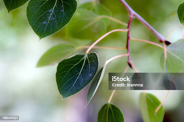 Aspen Deja En Primer Plano Foto de stock y más banco de imágenes de Fondos - Fondos, Hoja de álamo, Agricultura