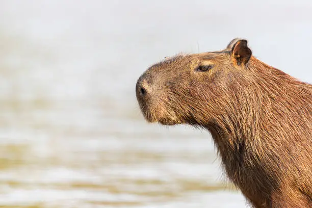 This image  of the cute Capybara with a tiny fly stands on his nose was taken in the wild Pantanal, Brazil.