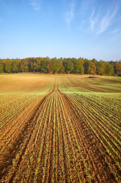istock Autumn landscape with field and forest 1185495376