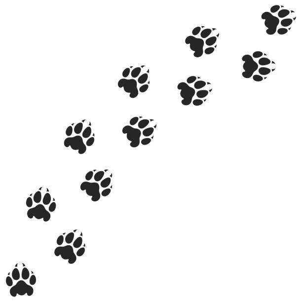 Tiger paw print. Silhouette Vector illustration (EPS) leopard big cat animal africa stock illustrations