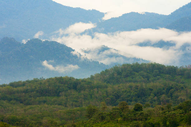 istock A misty rainforest scene  near Fraser's Hill, Malaysia 1185498236