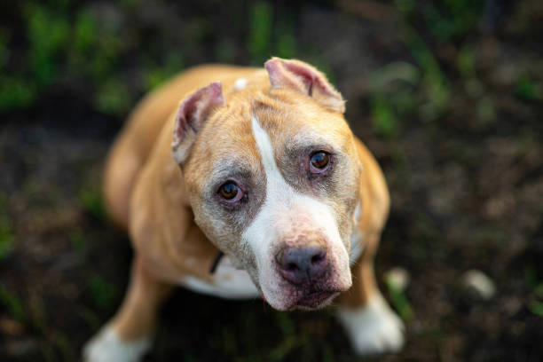 istock Curious Staffordshire Bull Terrier sitting on grass 1185499066