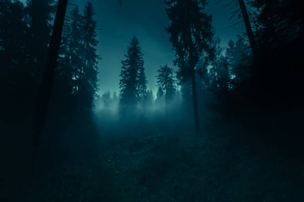 Blaues Mondlicht durch die Fichten in dunklen magischen Geheimnis Nacht nebligen Wald. Halloween-Hintergrund. – Foto