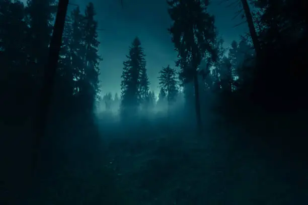 Photo of Blue moonlight through the spruce trees in dark magic mystery night foggy forest. Halloween backdrop.