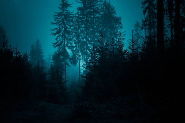 istock Spruce forest at night in cold moonlight mysterious tones. Dark halloween background. 1185499260