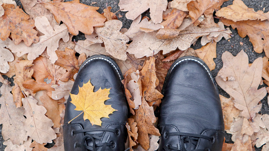 Maple Leaf. Top view image of legs in black boots. Yellow autumn leaves lie on the green grass. The