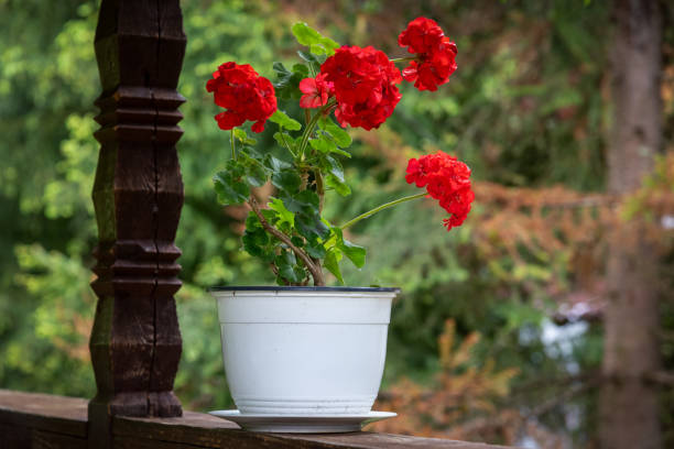 geranium flower in an old pot. rural decorative scene stock photo