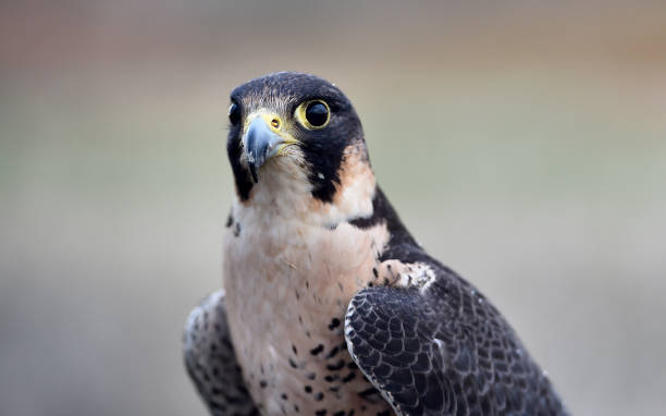 istock Peregrine falcon 1185499457