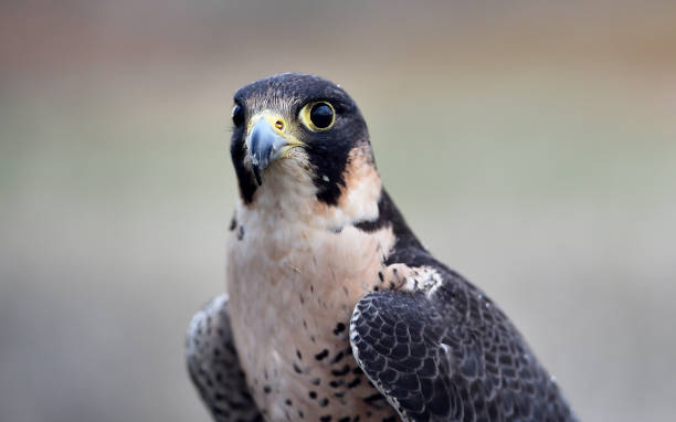 Peregrine falcon Peregrine falcon saker stock pictures, royalty-free photos & images