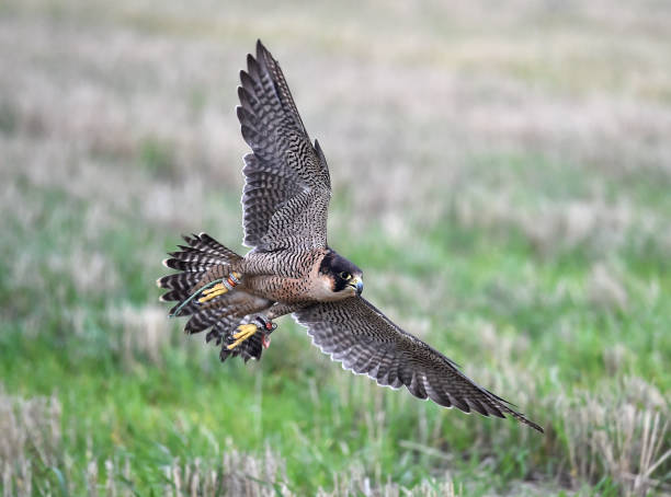 istock Peregrine falcon 1185499463